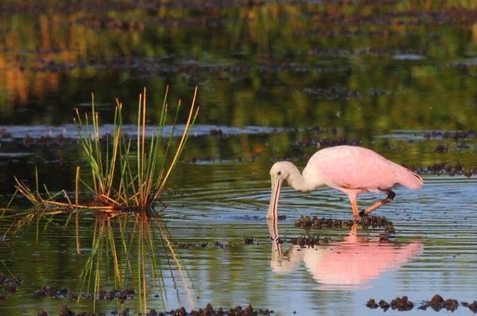 What to see in Siem Reap Prek Toal Bird Sanctuary